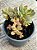 Crassula money maker variegata - Imagem 3