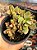 Crassula money maker variegata - Imagem 1