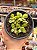 Crassula money maker variegata - Imagem 1