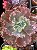 Echeveria sidereum (sem raiz) - Imagem 2