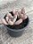 Pachyveria light and lovely - Imagem 3