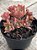Aeonium kunkel - Imagem 2