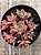 Aeonium kunkel - Imagem 3