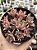 Aeonium kunkel - Imagem 1