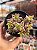 Crassula wolkensis variegata - Imagem 1