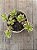 Crassula wolkensis variegata - Imagem 4
