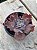 Echeveria speed bumps - Imagem 2