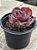 Echeveria speed bumps - Imagem 2