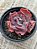 Echeveria speed bumps - Imagem 3