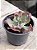 Echeveria speed bumps - Imagem 2