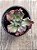 Echeveria speed bumps - Imagem 3