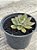 Echeveria nodulosa híbrida - Imagem 3