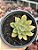 Echeveria nodulosa híbrida - Imagem 1