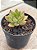 Echeveria nodulosa híbrida - Imagem 2