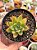 Echeveria nodulosa híbrida - Imagem 1