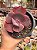Echeveria valentine - Imagem 1