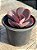 Echeveria valentine - Imagem 2