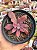 Echeveria diamond state - Imagem 1