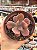 Echeveria diamond state - Imagem 1