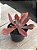 Echeveria diamond state - Imagem 2