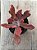 Echeveria diamond state - Imagem 3