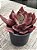 Echeveria Diamond state monstruosa (sem raiz) - Imagem 3
