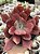 Echeveria Diamond state monstruosa (sem raiz) - Imagem 1
