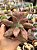 Echeveria diamond state - Imagem 1