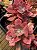 Echeveria Diamond state monstruosa G (sem raiz) - Imagem 2