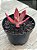 Echeveria diamond state - Imagem 3