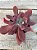 Echeveria Diamond state monstruosa G (sem raiz) - Imagem 1