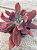 Echeveria Diamond state monstruosa G (sem raiz) - Imagem 3