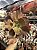 Echeveria chocolate ruffles - Imagem 1