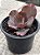 Echeveria chocolate ruffles M - Imagem 2