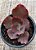 Echeveria chocolate ruffles M - Imagem 3