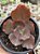 Echeveria chocolate ruffles M - Imagem 1
