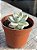 Graptopetalum Victor kane variegata - Imagem 3