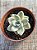 Graptopetalum Victor kane variegata - Imagem 4