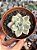 Graptopetalum Victor kane variegata - Imagem 2