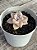 Graptopetalum Victor kane variegata (SEM RAIZ) - Imagem 3