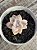 Graptopetalum Victor kane variegata (SEM RAIZ) - Imagem 1