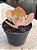 Echeveria eletric glow - Imagem 2