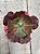 Echeveria diamond state reversa (SEM RAIZ) - Imagem 1