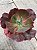 Echeveria diamond state reversa (SEM RAIZ) - Imagem 3