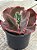 Echeveria diamond state reversa (SEM RAIZ) - Imagem 2