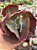 Echeveria diamond state reversa (SEM RAIZ) - Imagem 1
