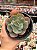 Echeveria new heights (SEM RAIZ) - Imagem 1