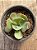 Echeveria new heights (SEM RAIZ) - Imagem 4