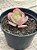 Echeveria new heights - Imagem 4