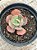 Echeveria new heights - Imagem 3